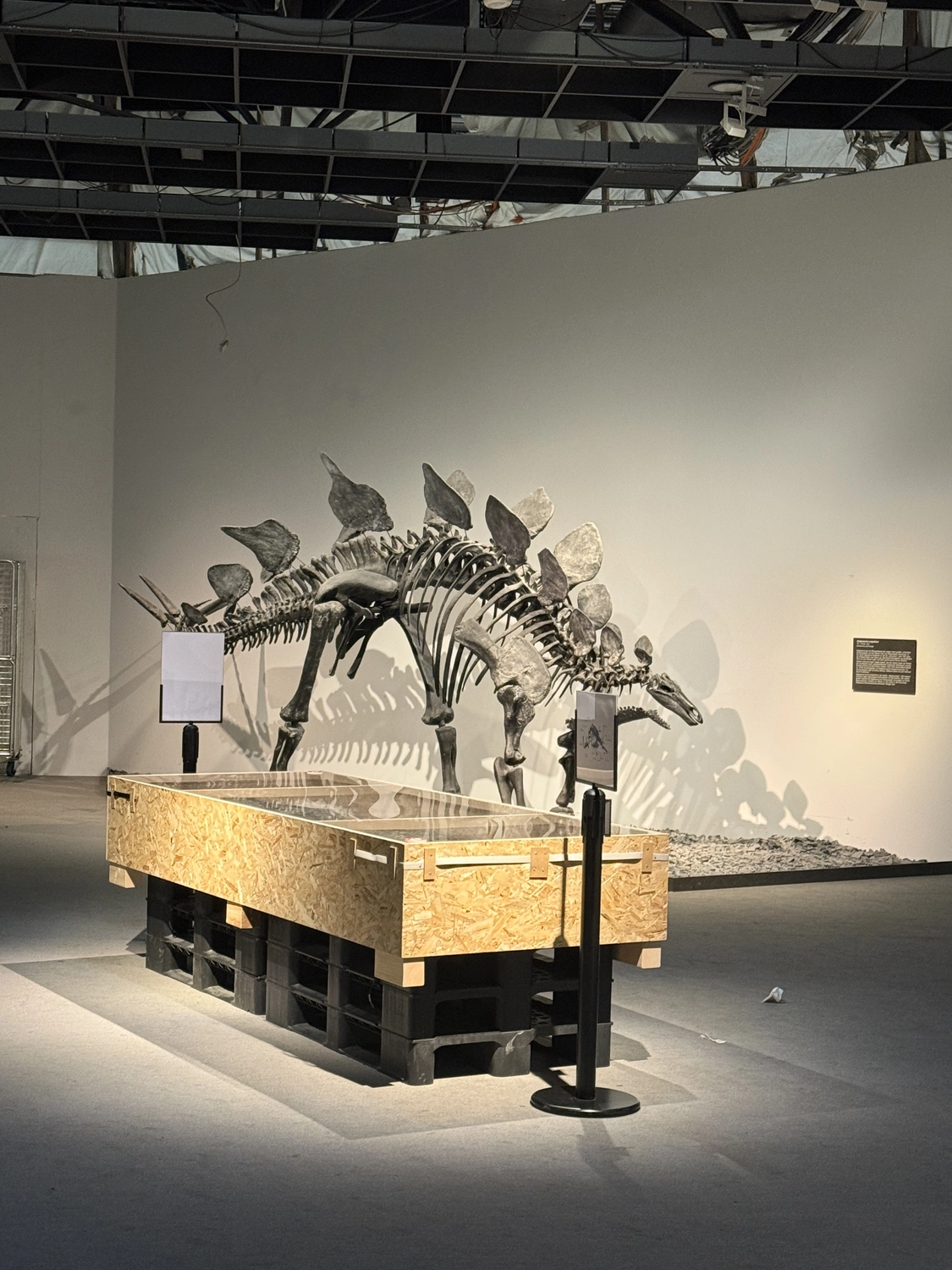 Fugentechnik Buchen - Bau - Stegosaurus-Dinosaurierskelett, ausgestellt vor einer weißen Wand in einem Museum mit Informationstafeln davor
