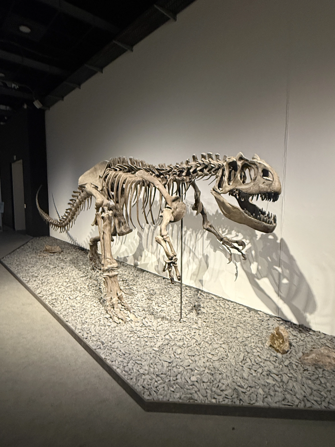 Fugentechnik Buchen - Bau - Montiertes Skelett eines zweibeinigen Dinosauriers, ausgestellt in einem Museum, mit geöffnetem Maul, das scharfe Zähne zeigt.